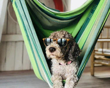 Chien mignon en hamac vert rayé, lunettes de soleil, ambiance détente hôtelier écoresponsable