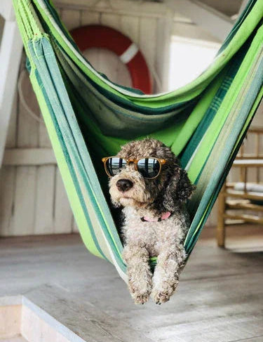Chien mignon en hamac vert rayé, lunettes de soleil, ambiance détente hôtelier écoresponsable